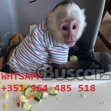 eBuscar Segunda mano Maravillosos monos capuchinos a la venta