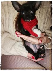 eBuscar Segunda mano Chihuahua macho 5 meses sin engaños toy