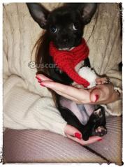 eBuscar Segunda mano Macho Chihuahua toy 5 meses sin engaños