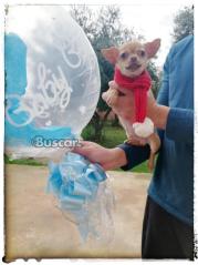eBuscar Segunda mano Chihuahua macho precioso 3 meses