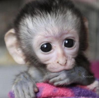 eBuscar Segunda mano monos ardilla, monos capuchinos, monos...