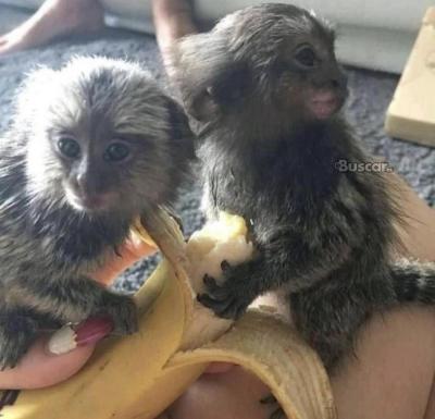 eBuscar Segunda mano Monos tití en adopción (whatsapp...