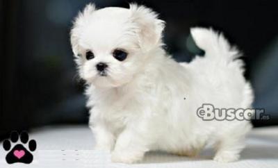 eBuscar Segunda mano Regalo cachorros de Bichon Maltese