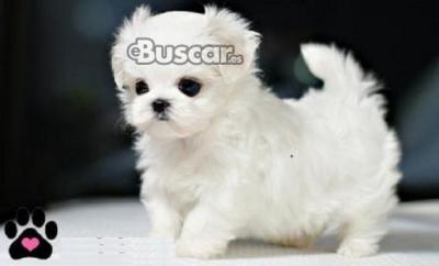 eBuscar Segunda mano MagnÍficos cachorros de bichon maltés...