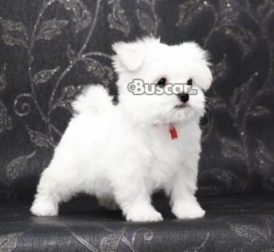 eBuscar Segunda mano Regalo cachorros de Bichon Maltese