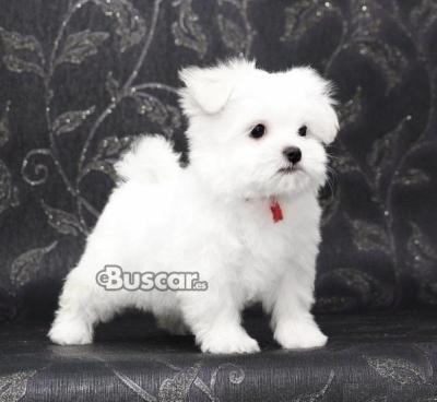 eBuscar Segunda mano Regalo cachorros de Bichon Maltes Mini...