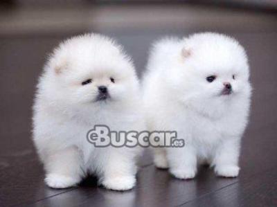 eBuscar Segunda mano Teacup Pomeranian Puppies for sale