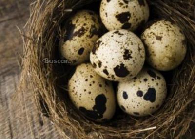eBuscar Segunda mano huevos de codorniz