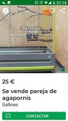 eBuscar Segunda mano Pareja de agapornis