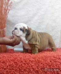 eBuscar Segunda mano Regalo BULLDOG INGLÉS cachorros