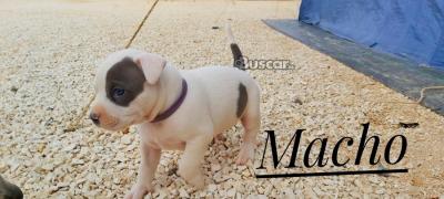eBuscar Segunda mano Ultimos cachorros bully xl