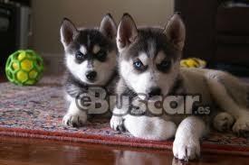 eBuscar Segunda mano Regalo Husky siberiano Cachorros