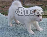 eBuscar Segunda mano cachorros Akita magnifico