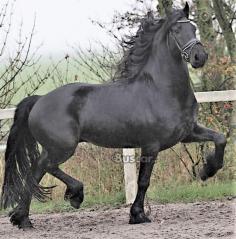 eBuscar Segunda mano caballos castrados frisones de pelo...
