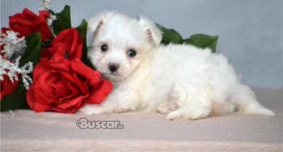 eBuscar Segunda mano Hermosos Cachorros Maltes