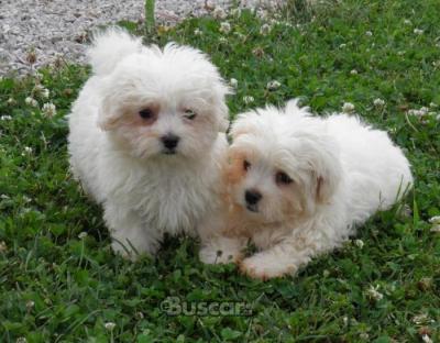 eBuscar Segunda mano Hemosos Bichon Maltes Del Mini