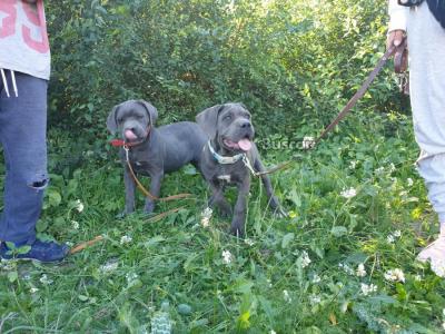 eBuscar Segunda mano CAMADA CANE CORSO