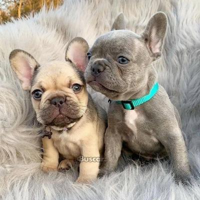 eBuscar Segunda mano Cachorros bulldog frances