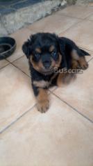 eBuscar Segunda mano Rottweiler