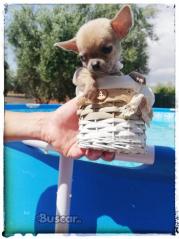 eBuscar Segunda mano Chihuahua hembra toy una moneria