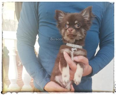 eBuscar Segunda mano Chihuahua macho casi 4 meses...