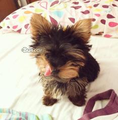eBuscar Segunda mano Yorkie cachorros