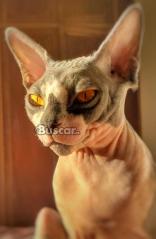 eBuscar Segunda mano GATOS SPHYNX EGIPCIO