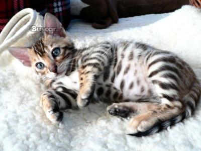 eBuscar Segunda mano Regalo Gatitos Bengala machos y hembras