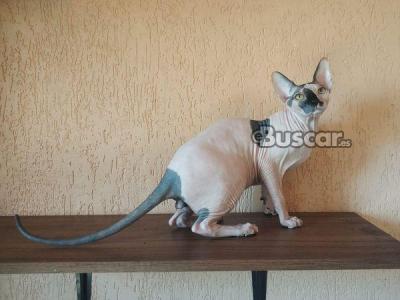 eBuscar Segunda mano Fantásticos gatitos sphynx+33 6 05 61...