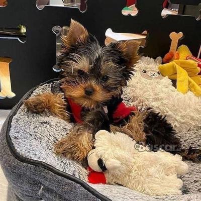 eBuscar Segunda mano cachorros yorkie macho y hembra