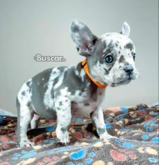 eBuscar Segunda mano cachorros de bulldog francés machos y...