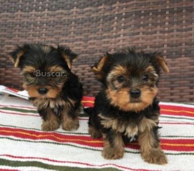eBuscar Segunda mano cachorros yorkie macho y hembra