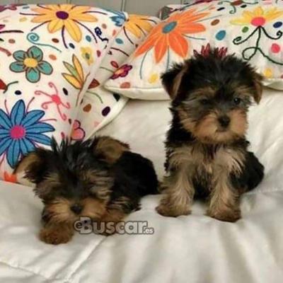 eBuscar Segunda mano cachorros yorkie macho y hembra