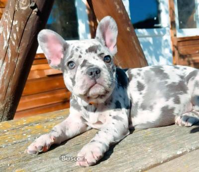 eBuscar Segunda mano cachorros de bulldog francés machos y...