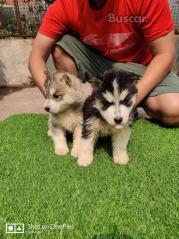 eBuscar Segunda mano Vendo cachorros husky siberiano