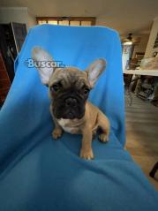 eBuscar Segunda mano cachorros de bulldog francés machos y...