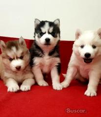 eBuscar Segunda mano Vendo cachorros husky siberiano