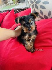 eBuscar Segunda mano cachorros yorkie macho y hembra