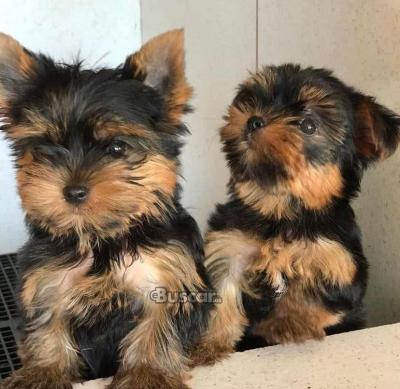 eBuscar Segunda mano cachorros yorkie macho y hembra