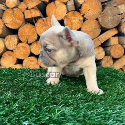 eBuscar Segunda mano cachorros de bulldog francés machos y...