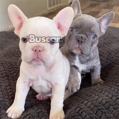 eBuscar Segunda mano cachorros de bulldog francés machos y...