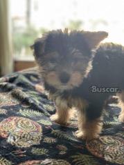 eBuscar Segunda mano cachorros yorkie macho y hembra