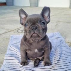 eBuscar Segunda mano cachorros de bulldog francés machos y...