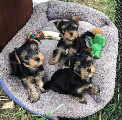 eBuscar Segunda mano cachorros yorkie macho y hembra
