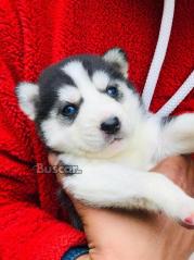 eBuscar Segunda mano Vendo cachorros husky siberiano