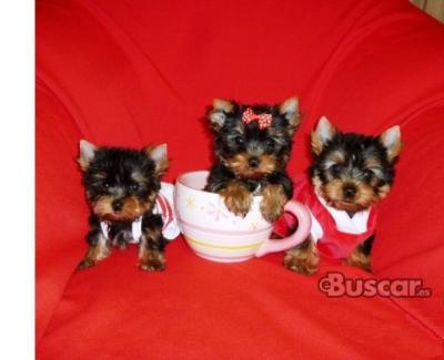 eBuscar Segunda mano cachorros yorkie macho y hembra
