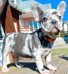 eBuscar Segunda mano cachorros de bulldog francés machos y...