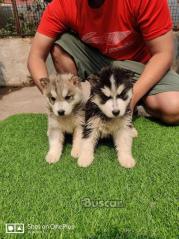 eBuscar Segunda mano Vendo cachorros husky siberiano