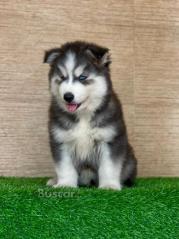 eBuscar Segunda mano Vendo cachorros husky siberiano