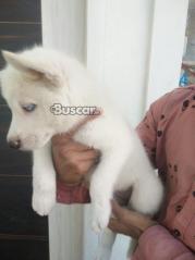 eBuscar Segunda mano Vendo cachorros husky siberiano